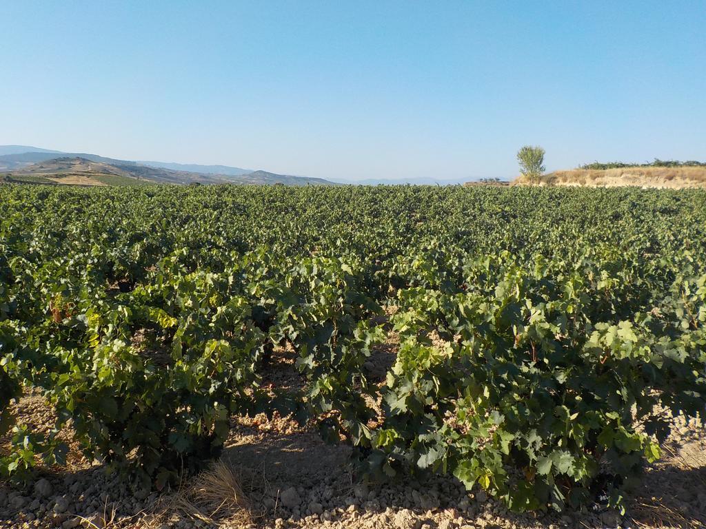 El Lagar De Elciego Διαμέρισμα Εξωτερικό φωτογραφία